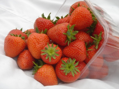Picture of Strawberry Plants - Christine (Early Season) - November 2025 Delivery